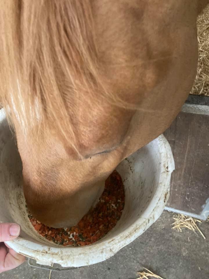 Form’EKIN Compliment alimentaire pour améliorer l’état général des chevaux